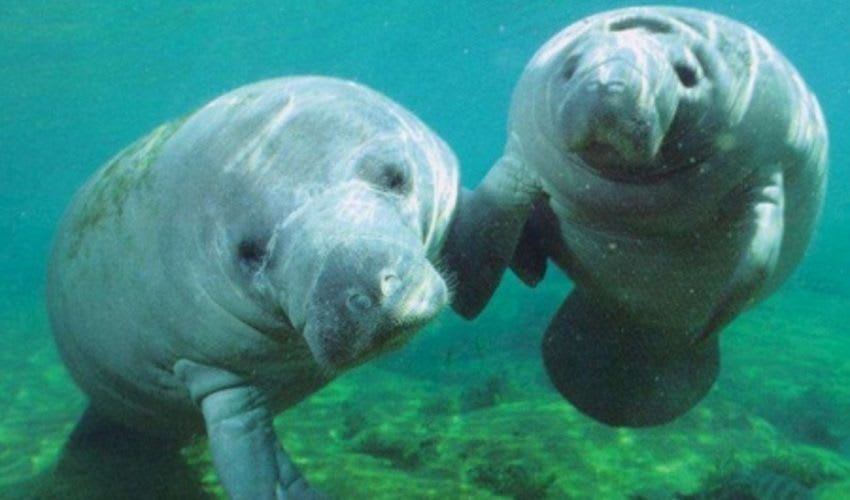 West African manatee facts, distribution & population | BioDB